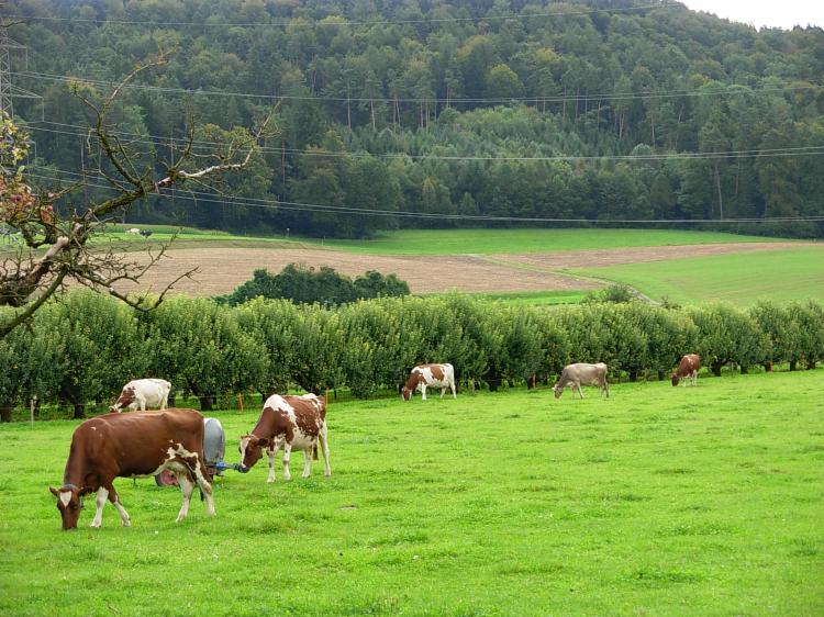 Kuhweide3