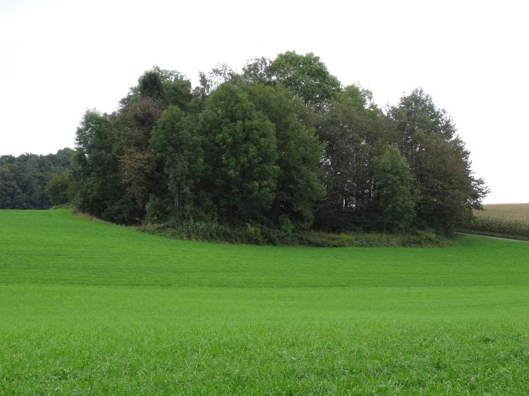Wäldchen