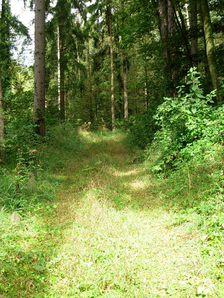 im Wald