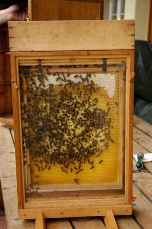 Bienenwabe mit Bienen