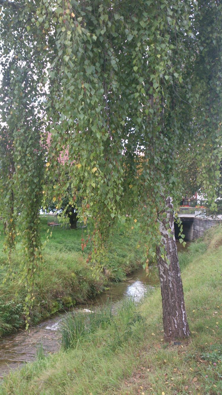 Wildbach4