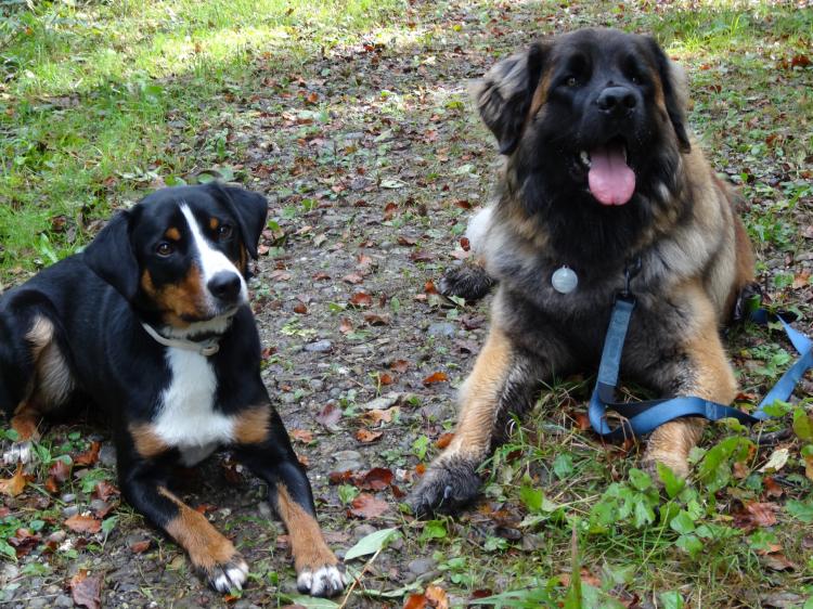 Hunde