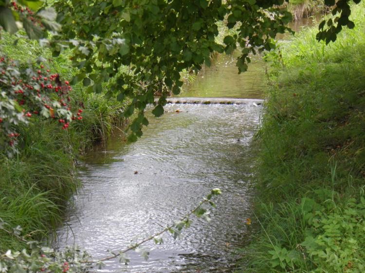 Wildbach3