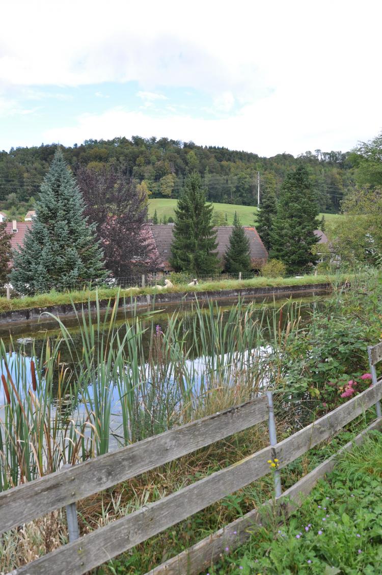 Mühliweiher