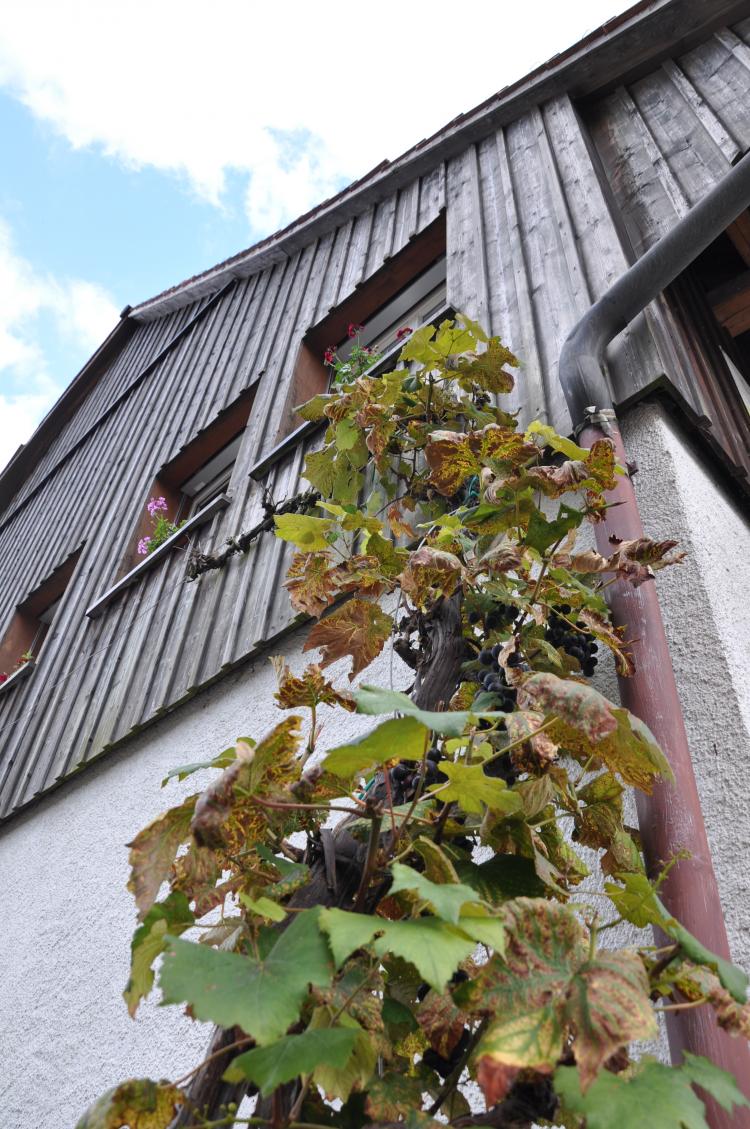 Hausfassade mit Rebe