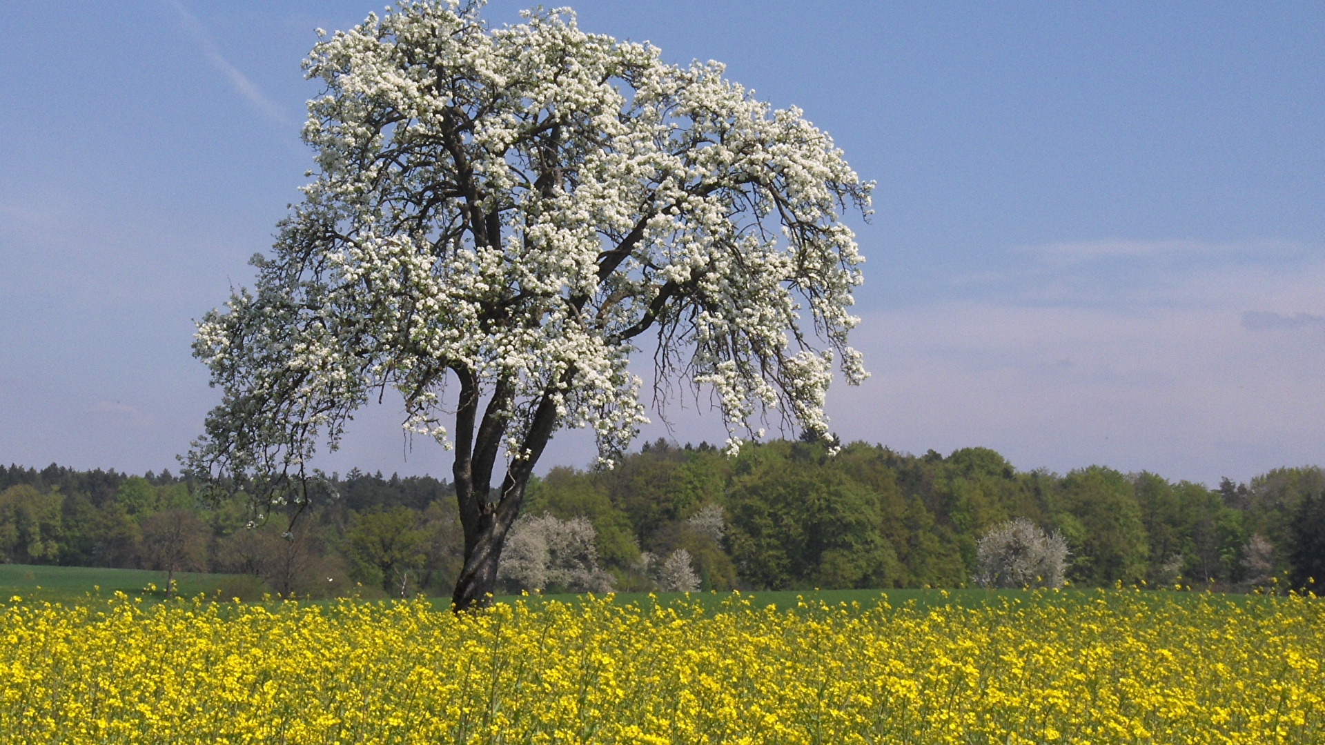 Baum und Wiese