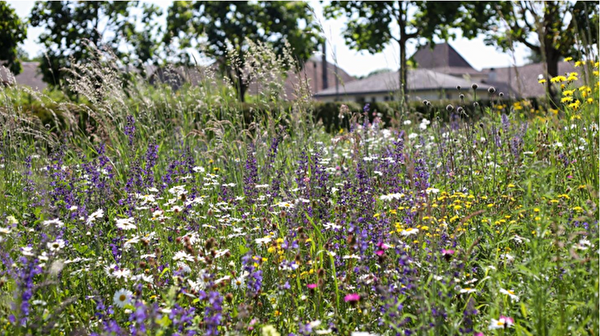 Themenbild Blumenwiesen