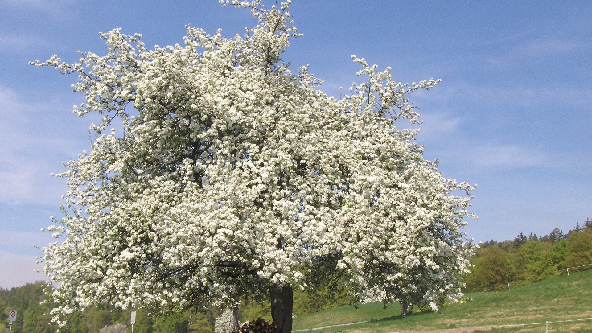 Baum und Blüte