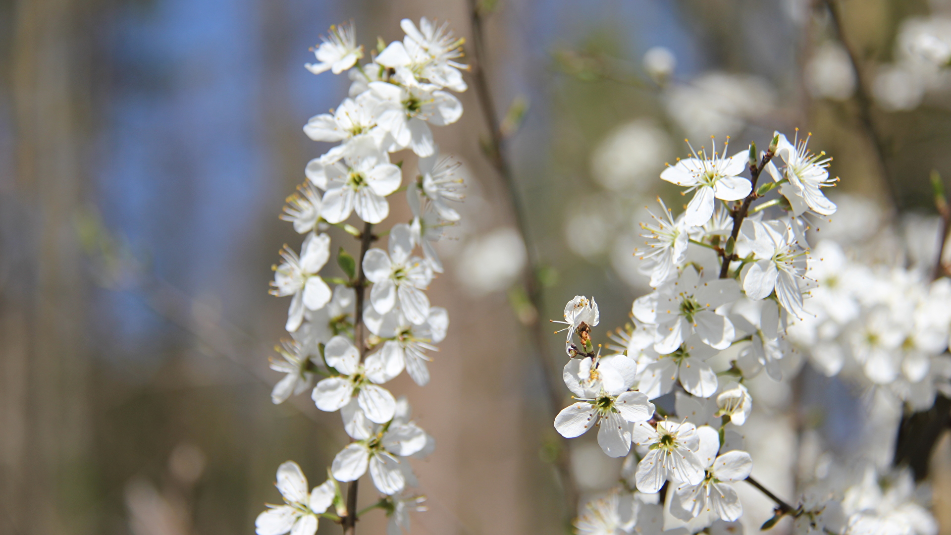 Blüte