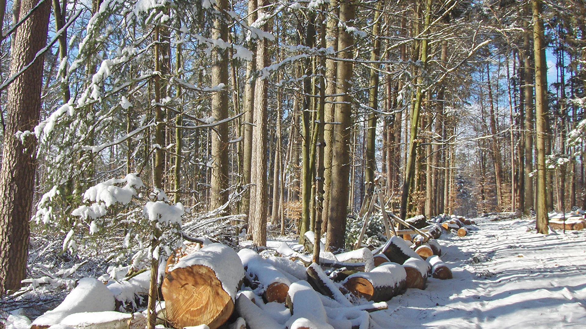 Schnee im Wald1