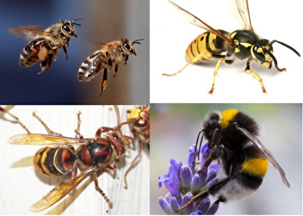 Bienen, Wespen, Hummeln Bildercollage