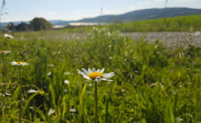 Steckborn
