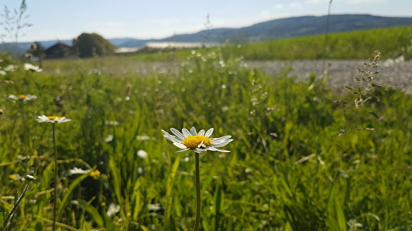 Steckborn