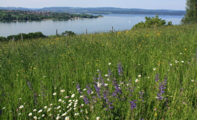 Steckborn