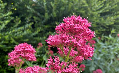 Rote Spornblume