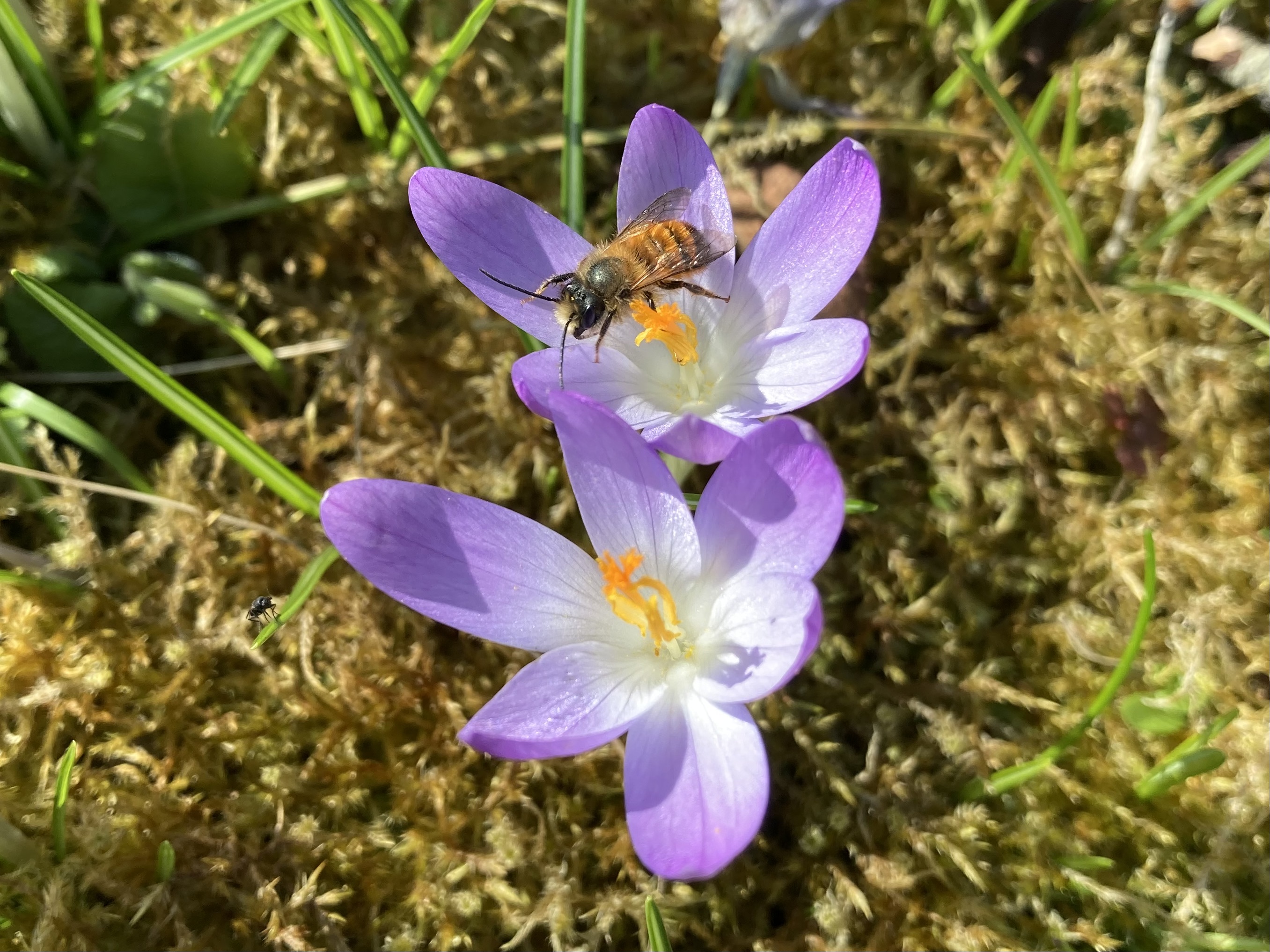 Krokusse