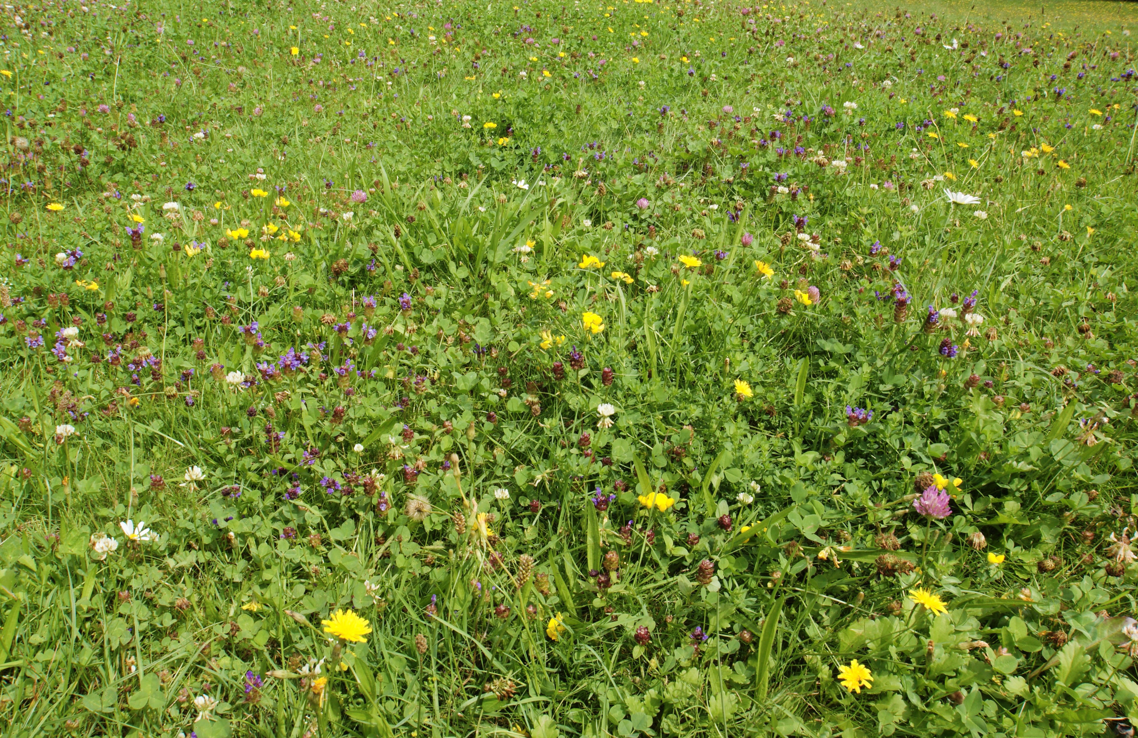 Blumenrasen Urner Reussdelta