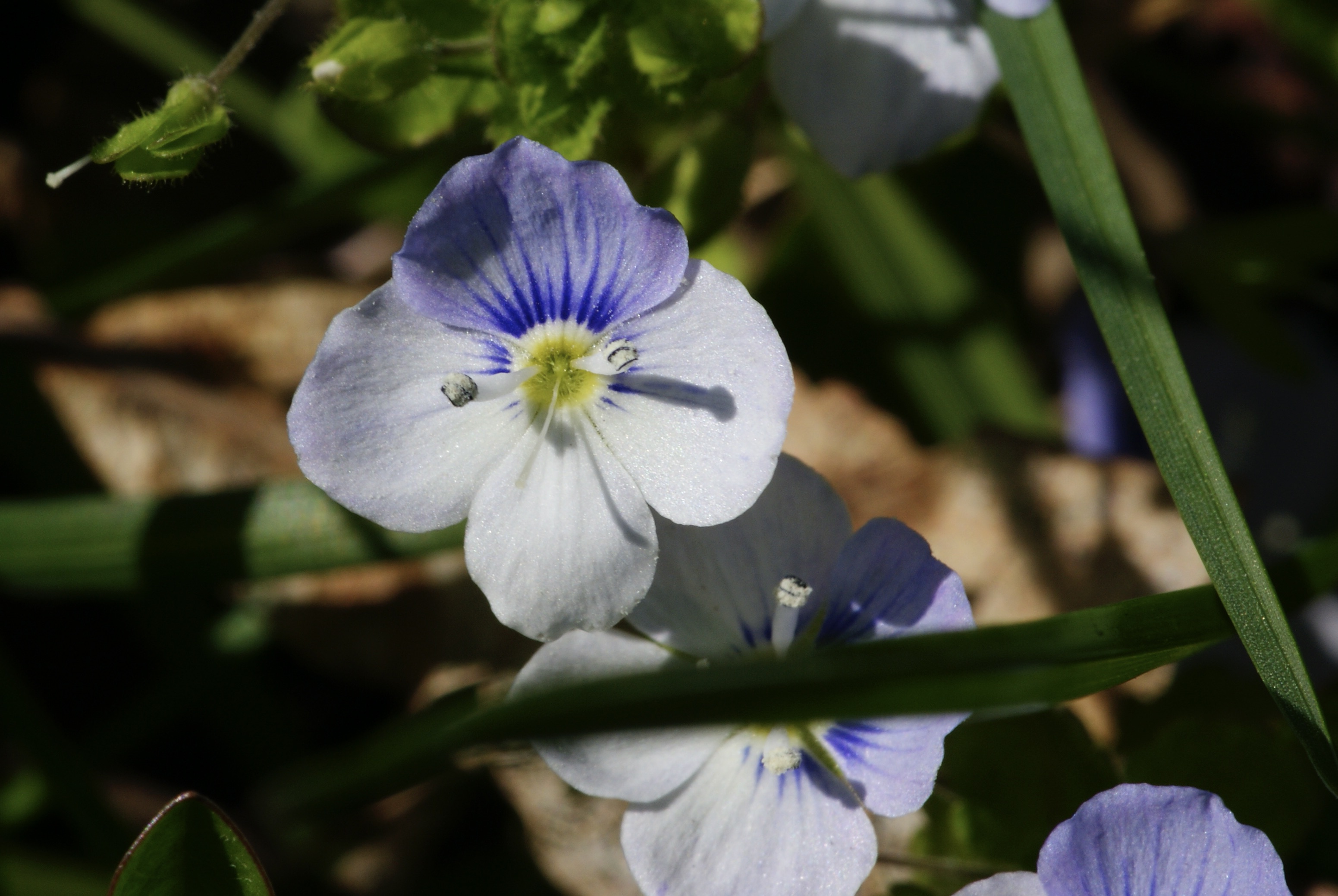 Ehrenpreis-Blüte