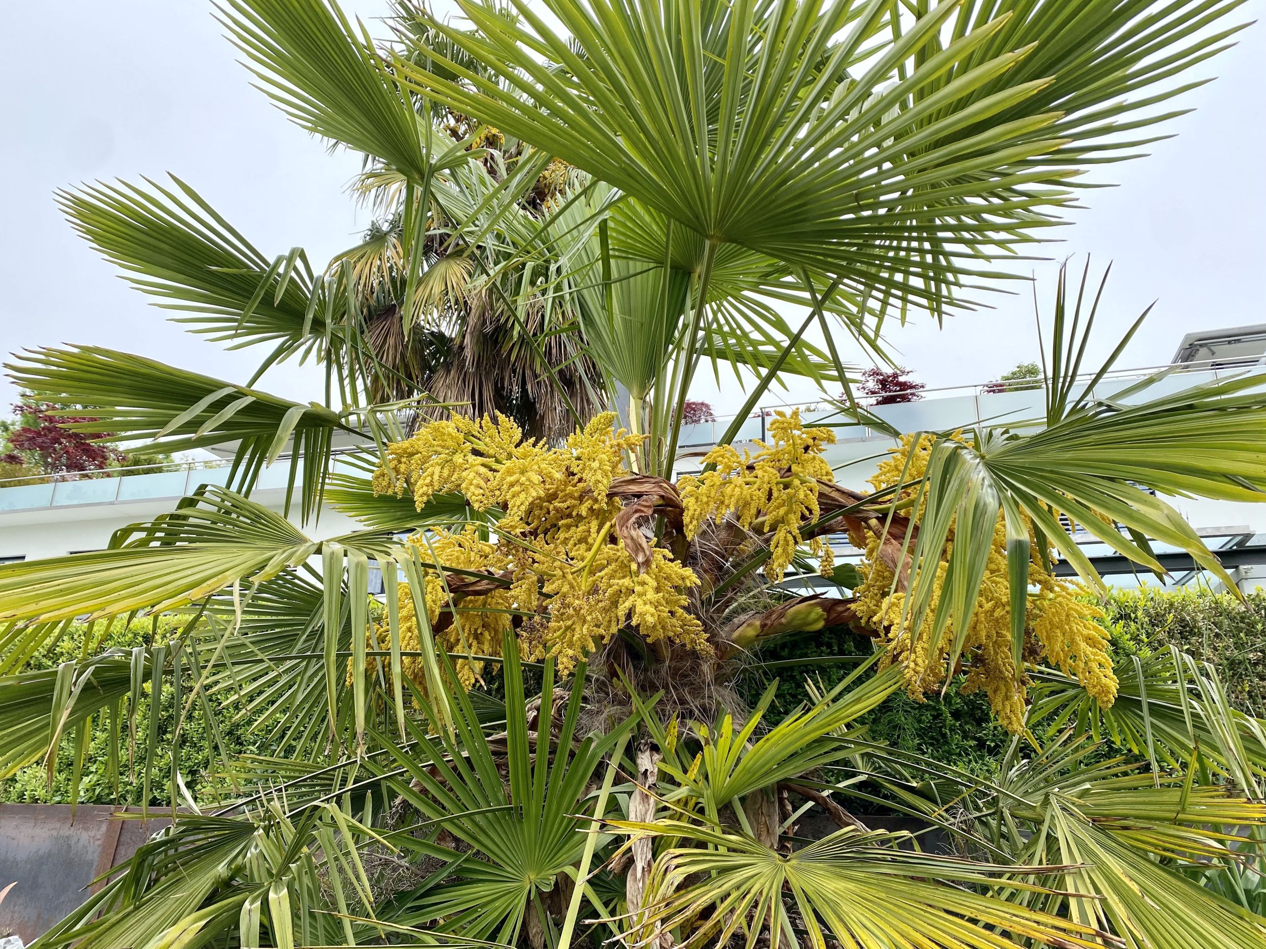 Blütenstände der Hanfpalme