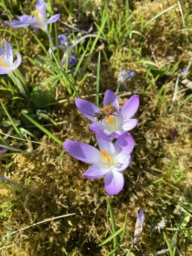Frühlingskrokus