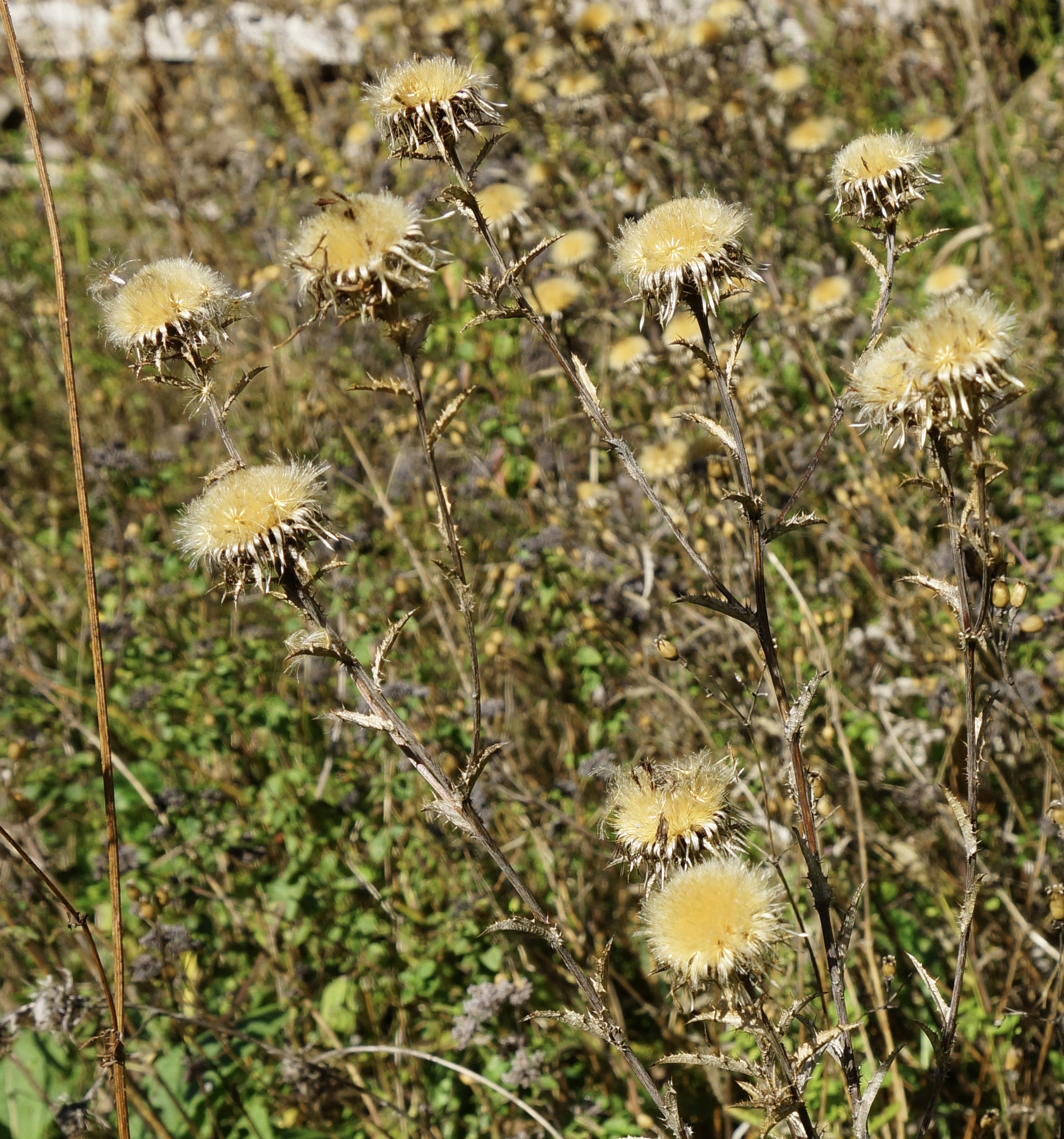 Golddisteln