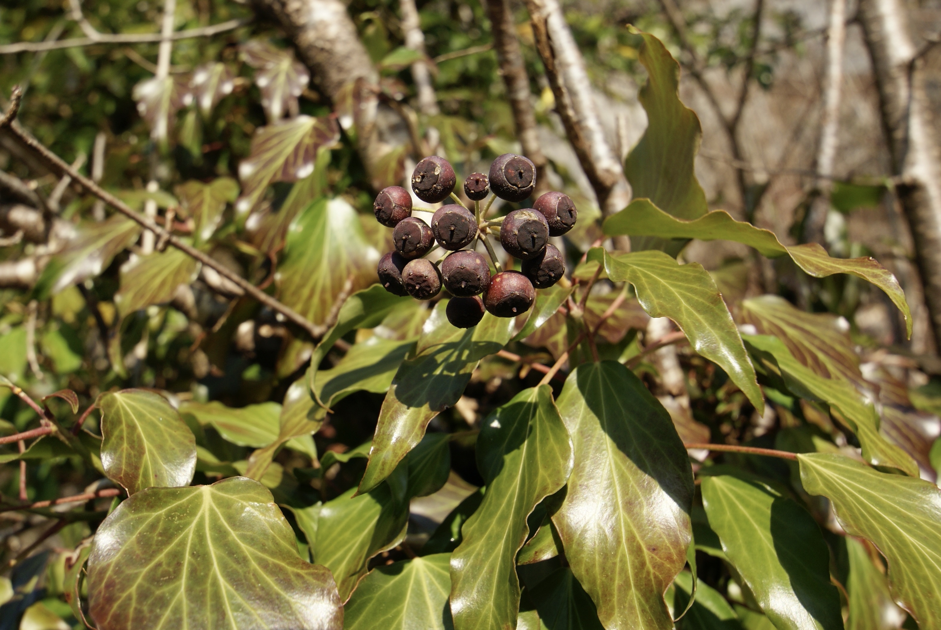 Efeu-Seidenbiene und asiatischer Marienkäfer auf blühendem Efeu.