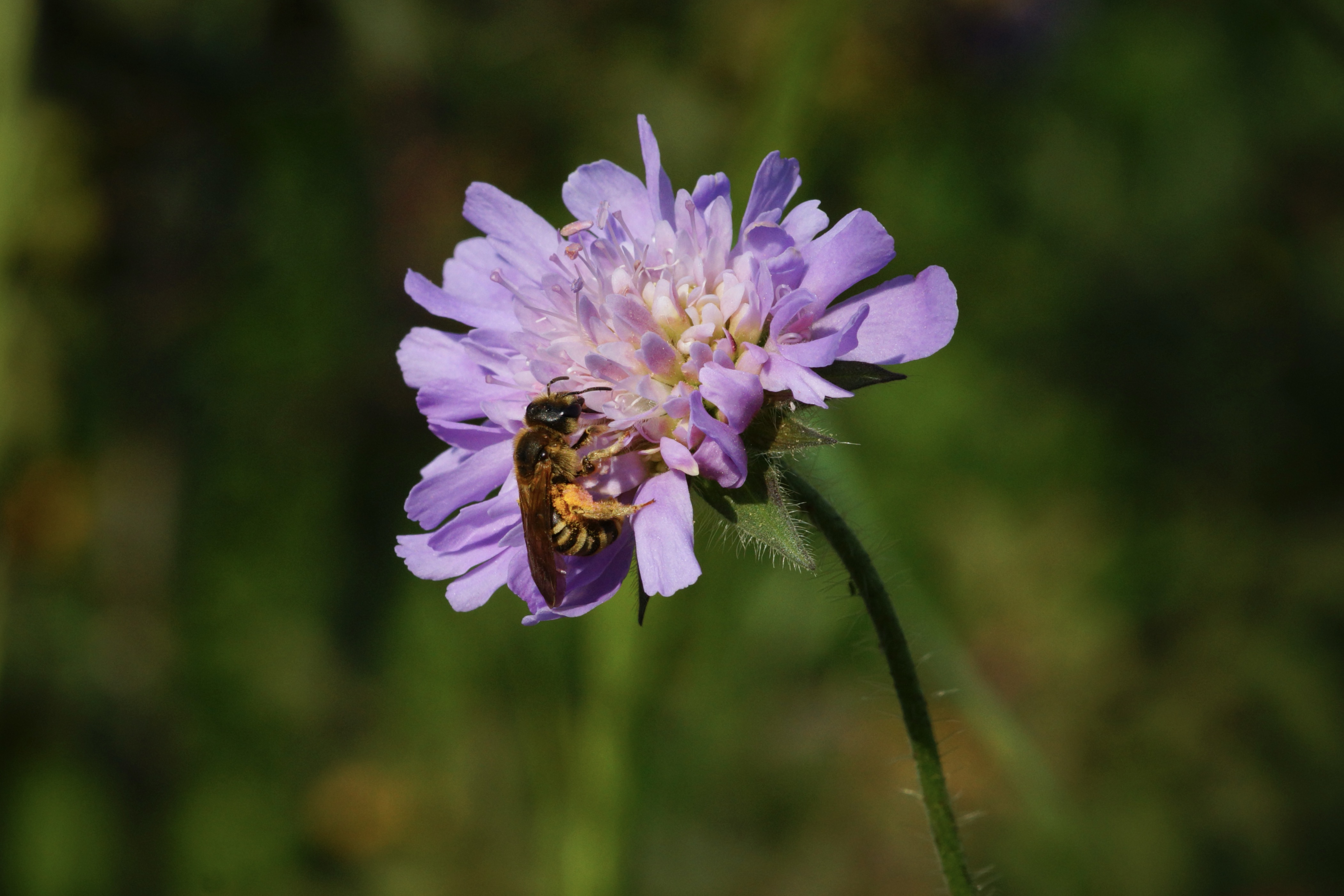 Pollen transportieren