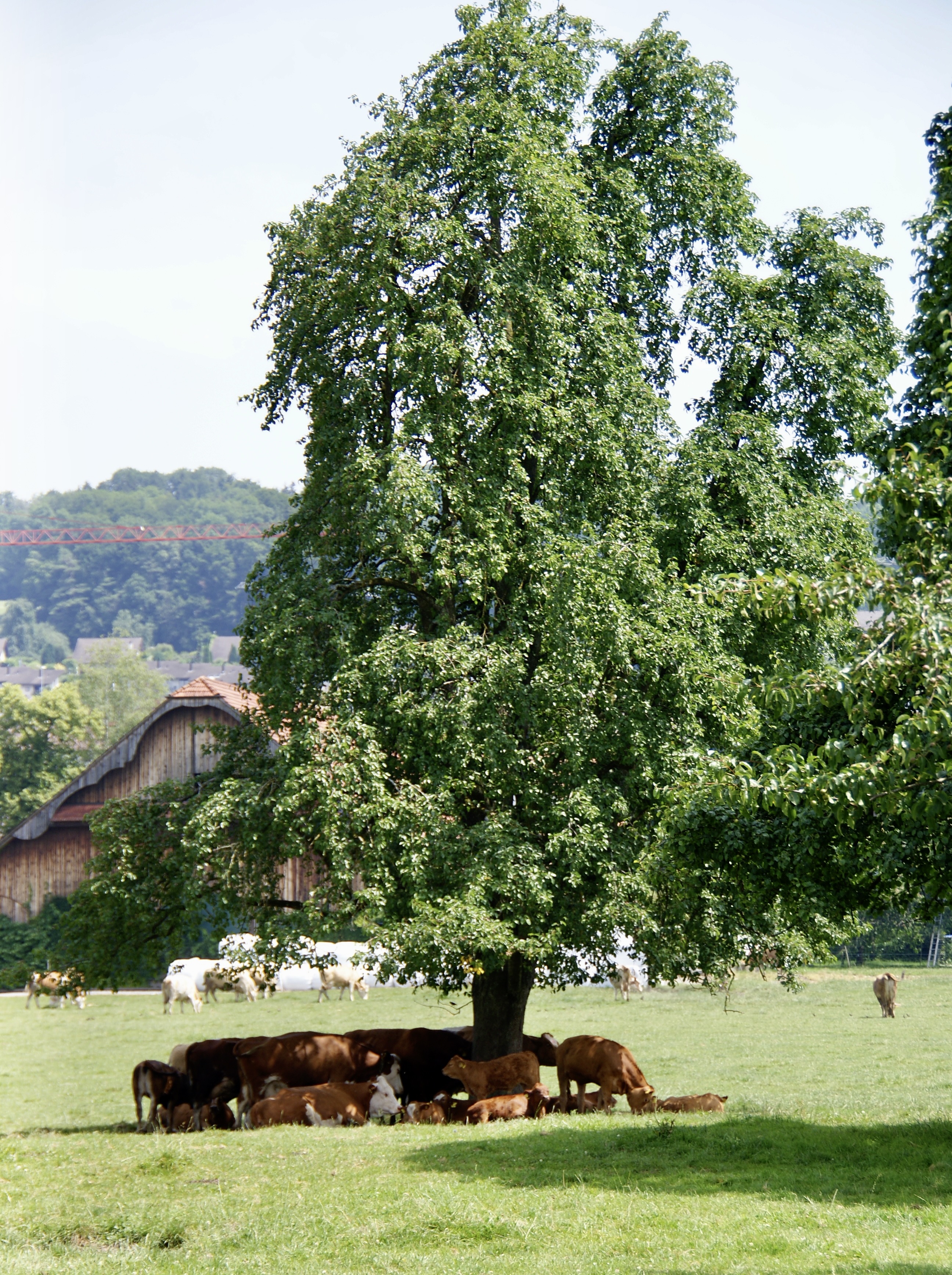 Baum 1