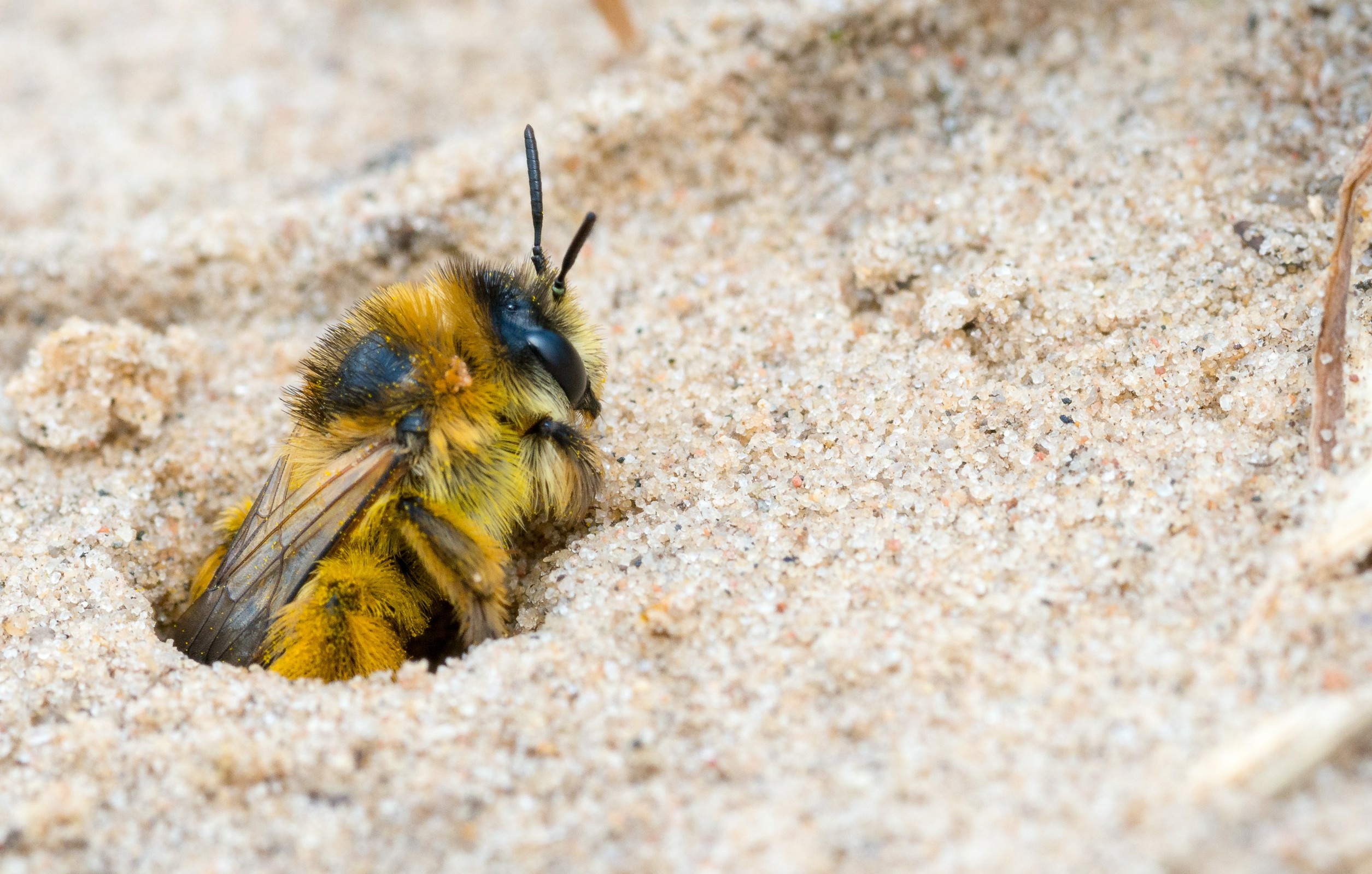 Wildbiene im Sand
