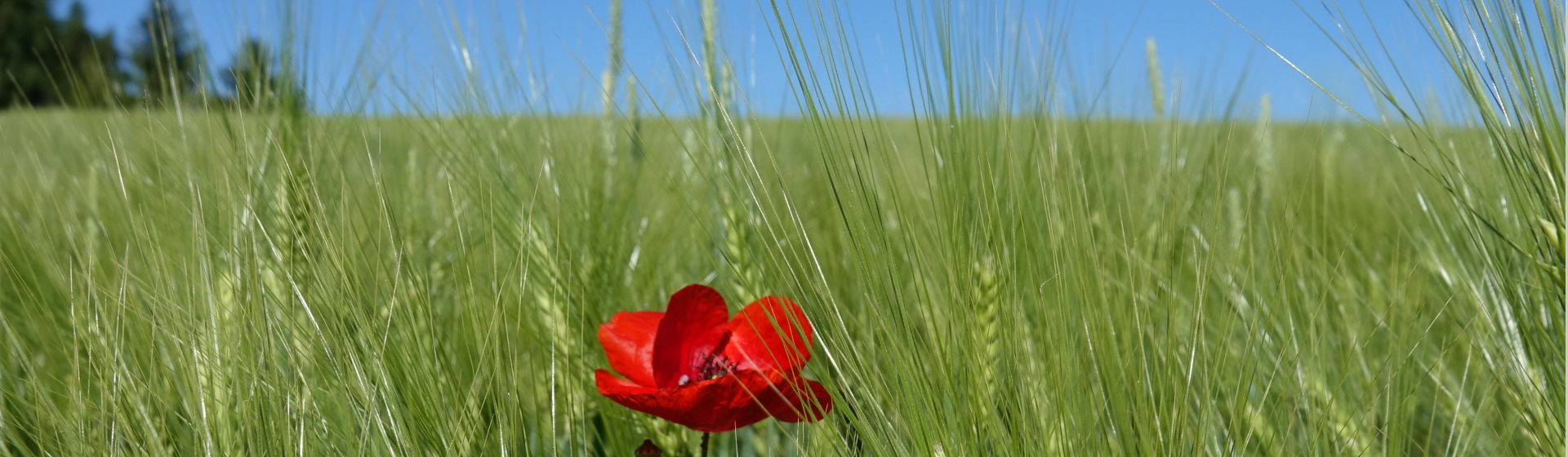 Feld mit Mohnblume