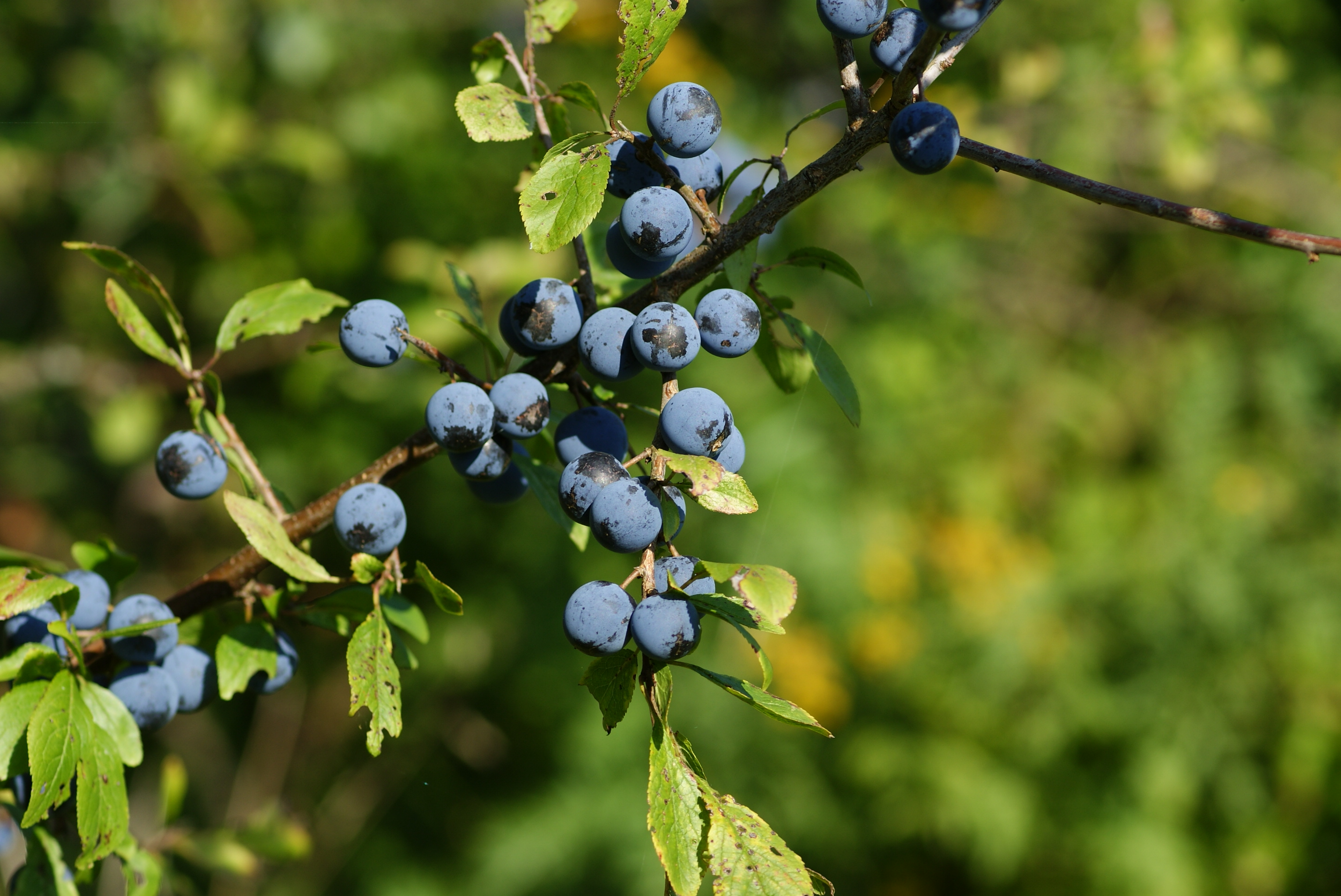 Schwarzdornbeeren