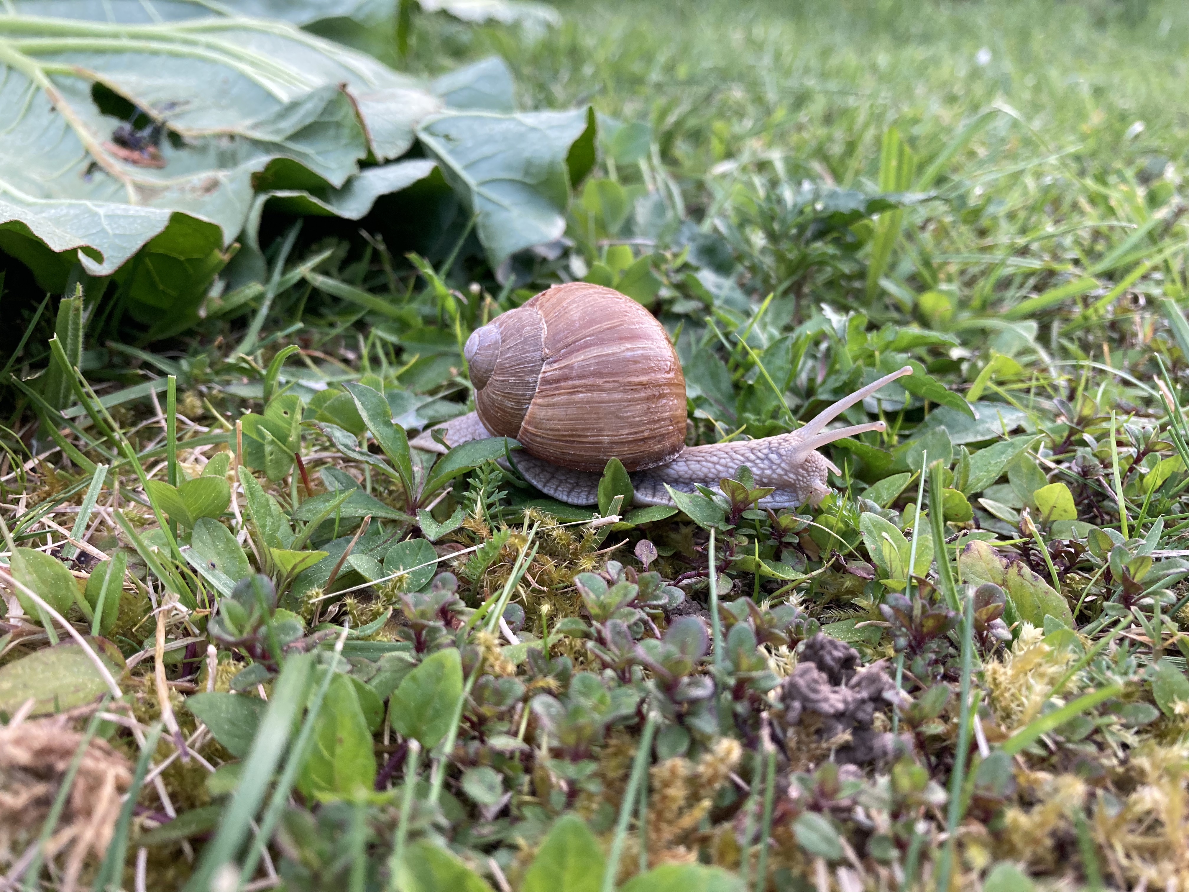 Weinbergschnecke