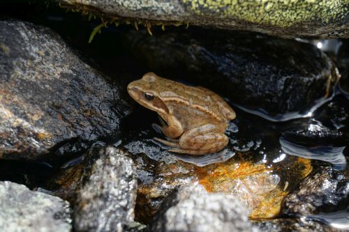 Grasfrosch