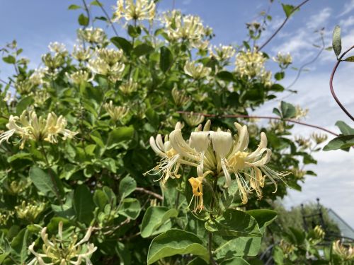 Einheimisches Wald-Geissblatt