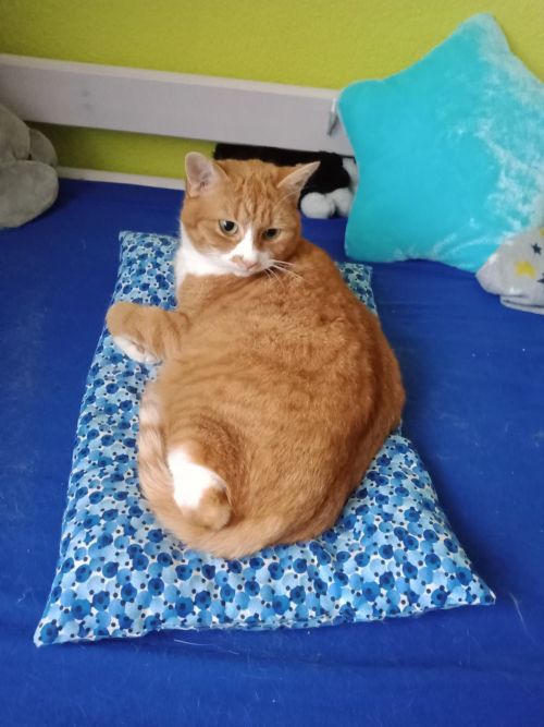 Katze