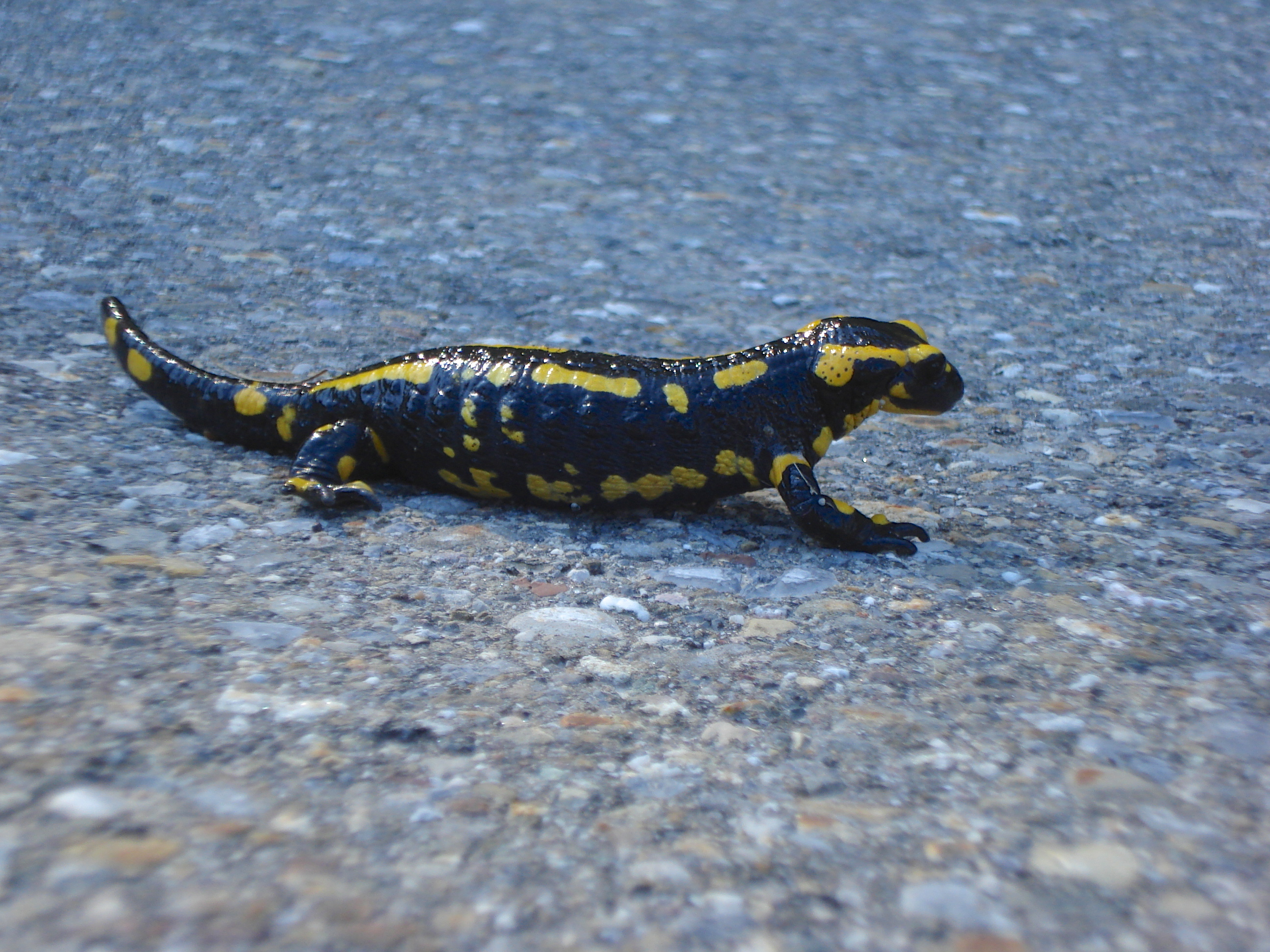 Feuersalamander