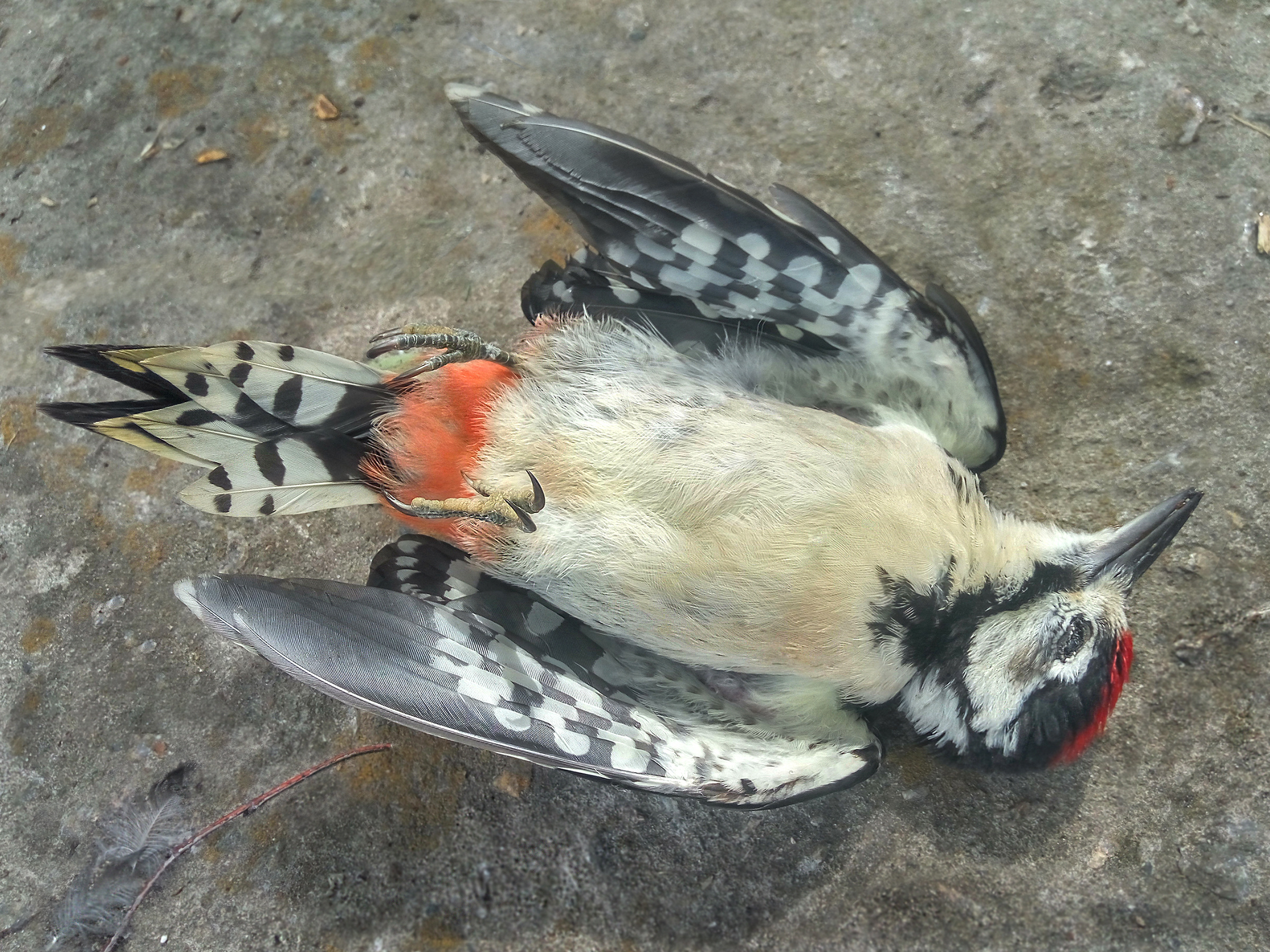 toter Vogel