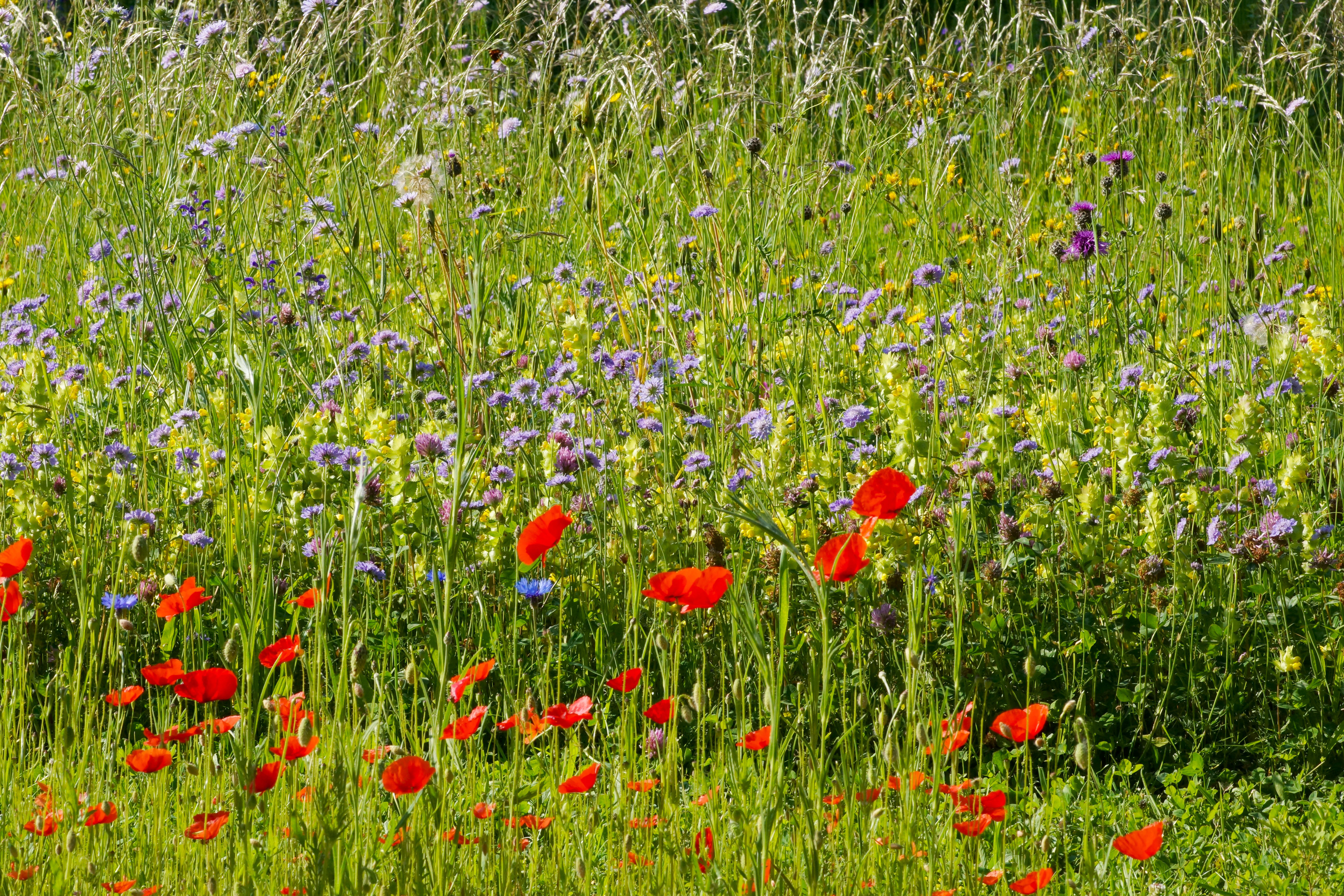 Mohnblumen/Kornblumen/Blumenwiese Garten Illnau