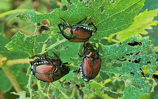 neobiota popillia japonica