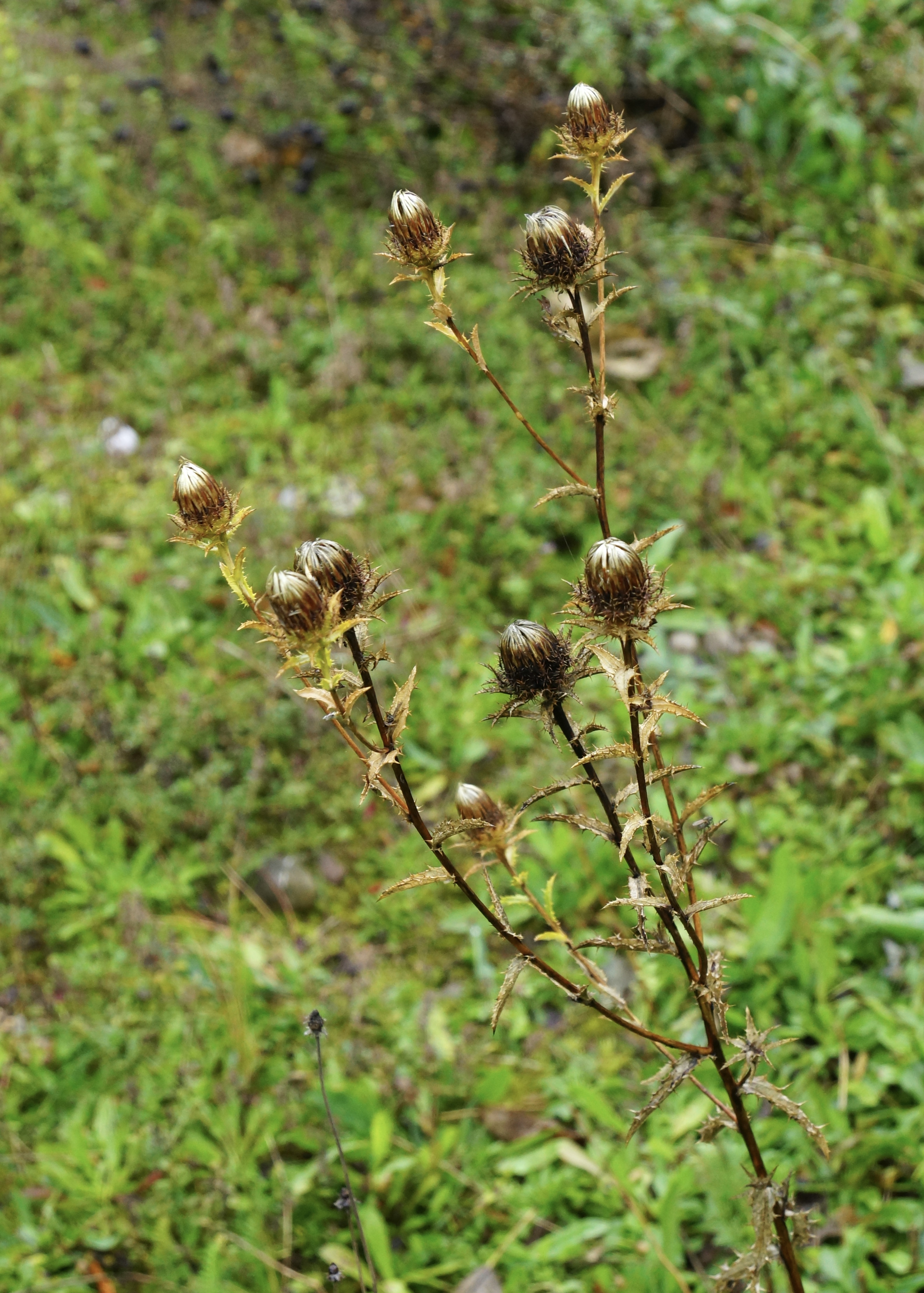 geschlossene Golddisteln