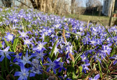 Zweiblättriger Blaustern