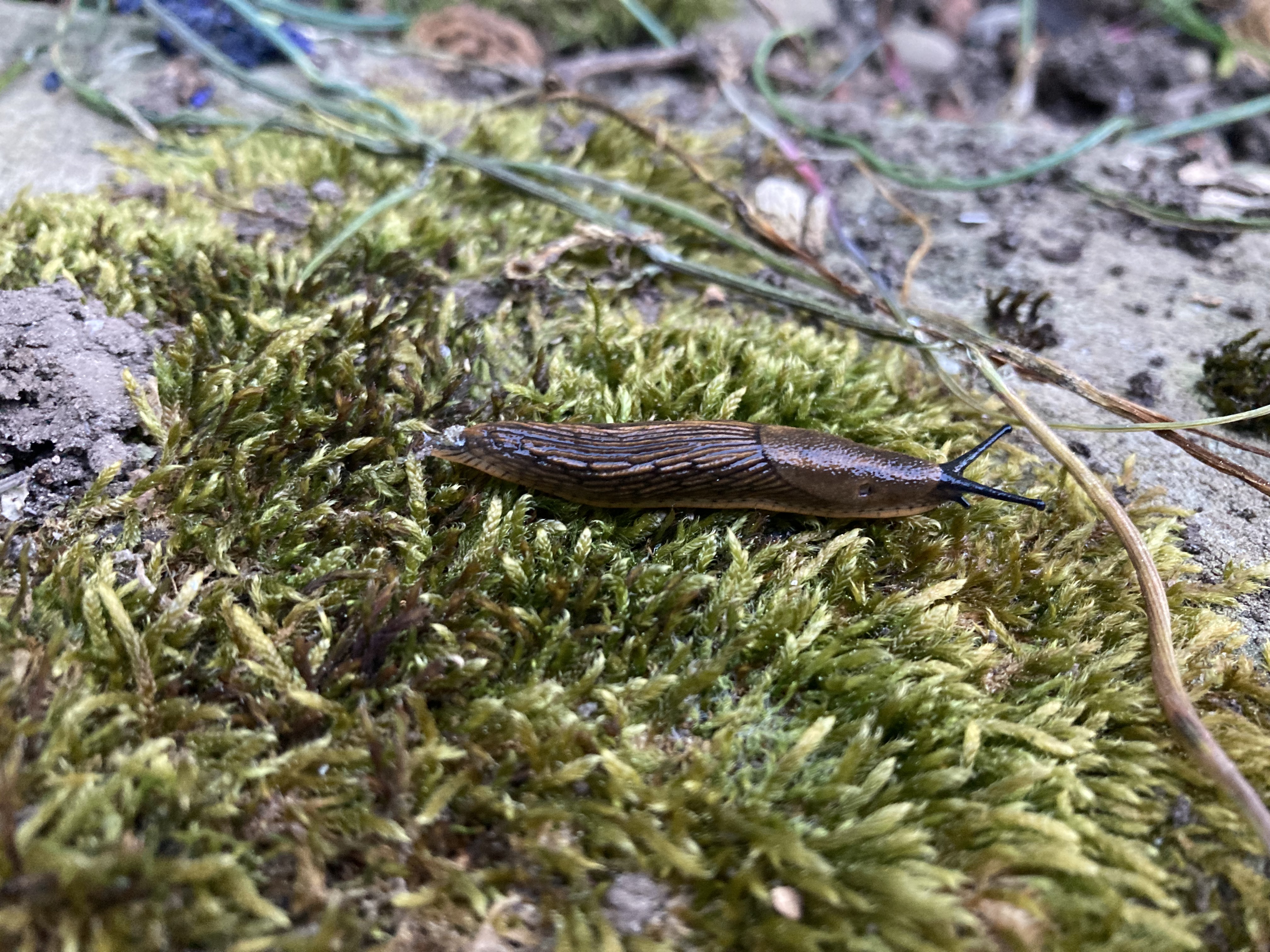 Gartenwegschnecke