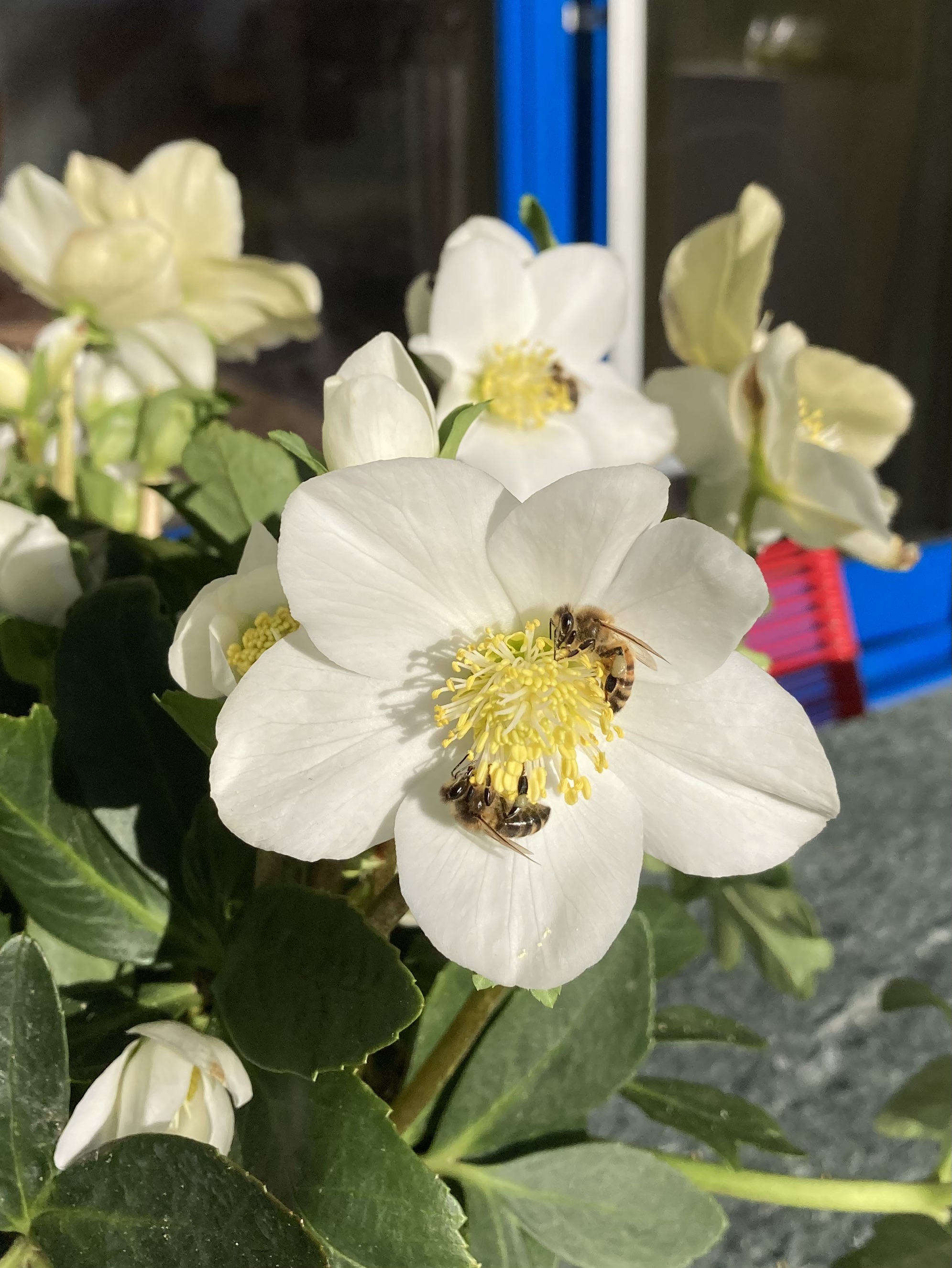 Christrose