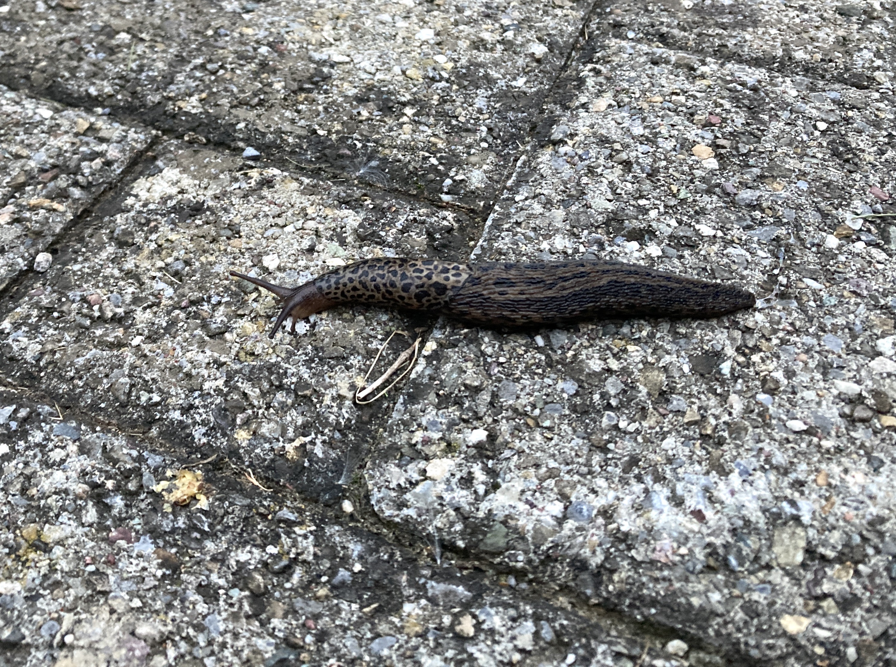 Tigerschnecke