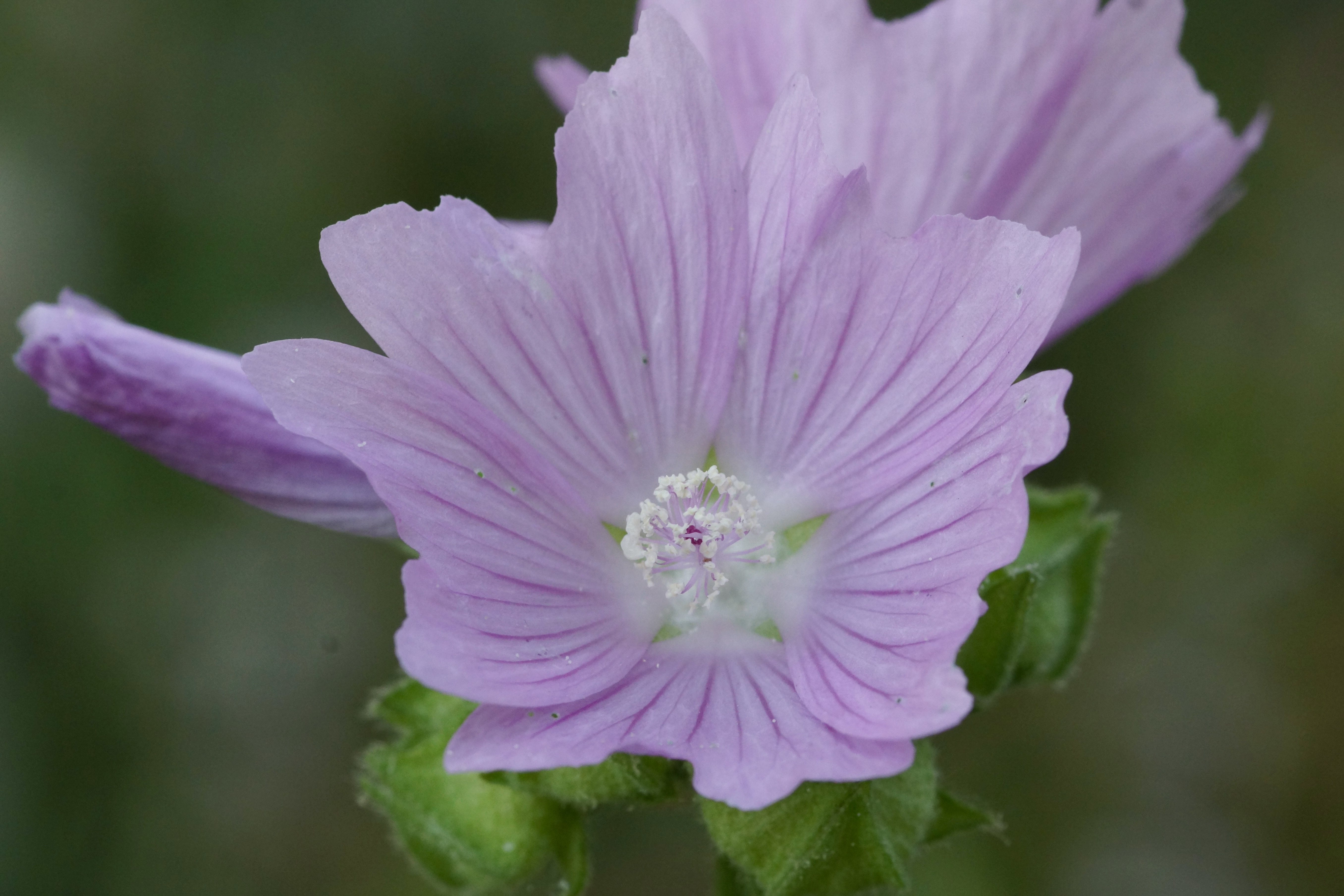 Malvenblüten
