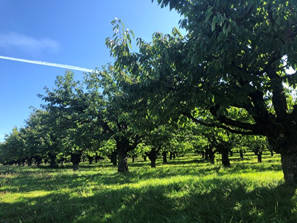 Kirschenplantage
