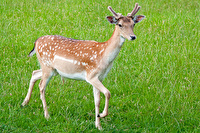 Wildnispark