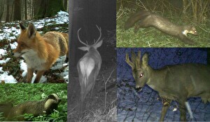 Wildtiere im Jagdrevier