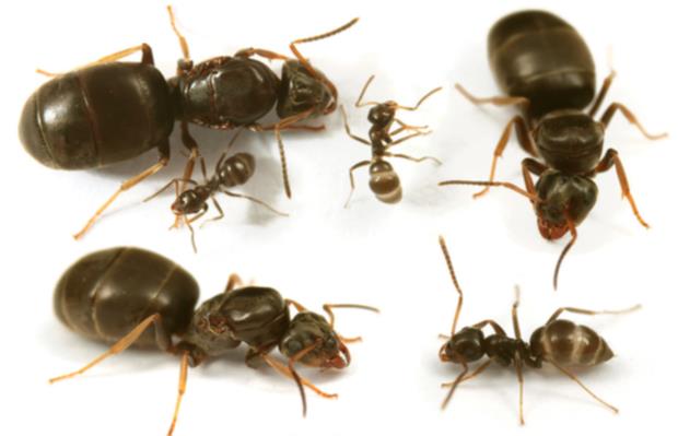 Lasius neglectus