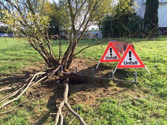 Verletztes Schaf neben einem Baum